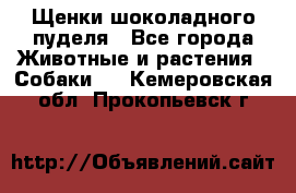 Щенки шоколадного пуделя - Все города Животные и растения » Собаки   . Кемеровская обл.,Прокопьевск г.